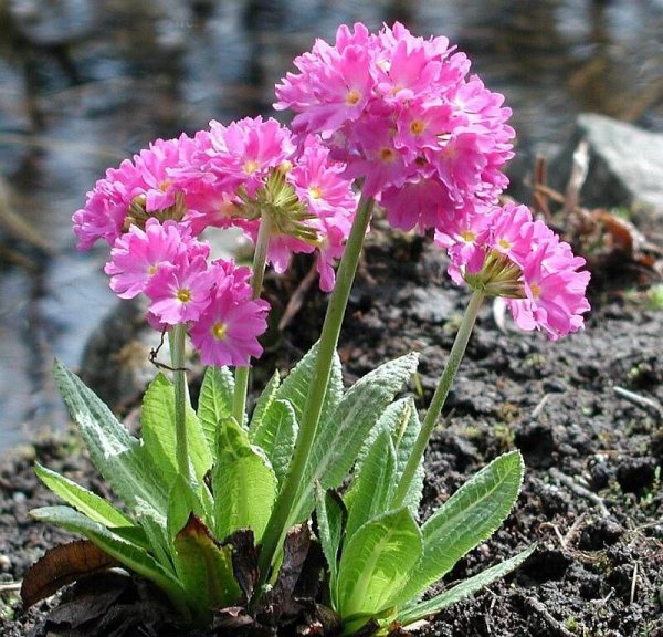 Примула многоцветковая