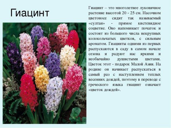 Примула мелкозубчатая Лилак