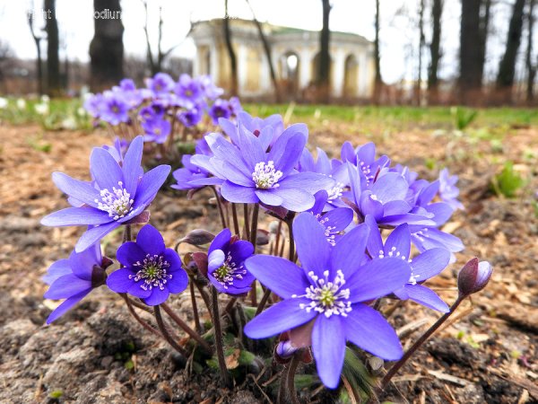Первоцвет весенний примула баранчики