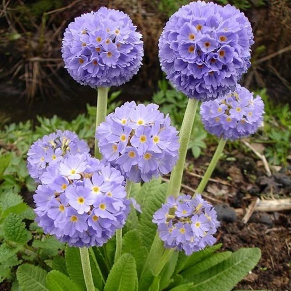 Примула Сибирская