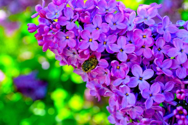 Природа цветы