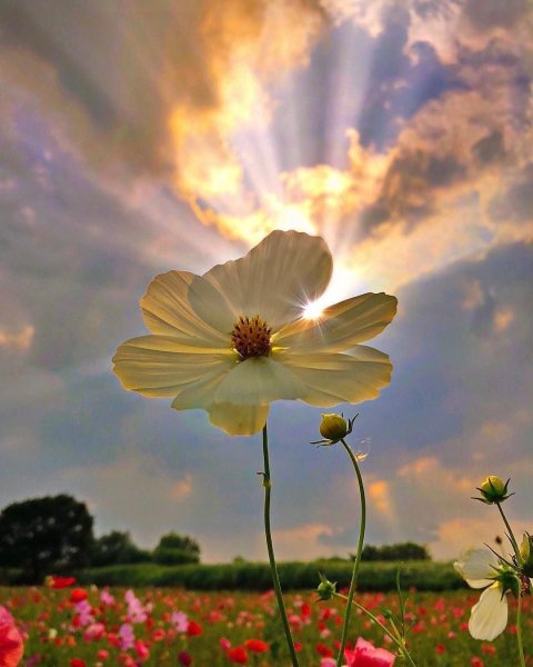 Природа ромашки