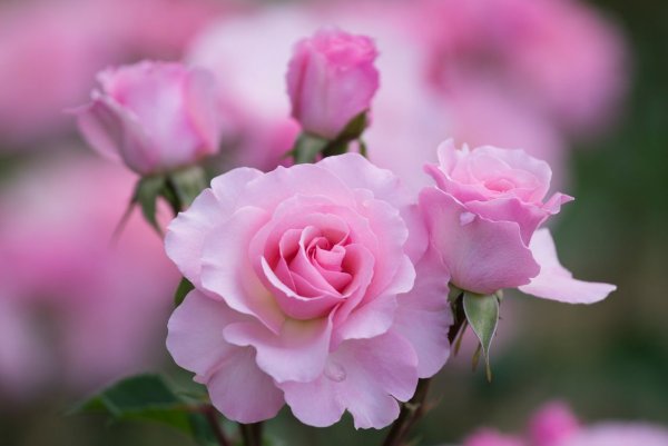 Космея – Pink Cosmos