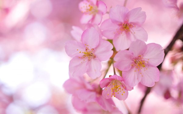Природа цветы