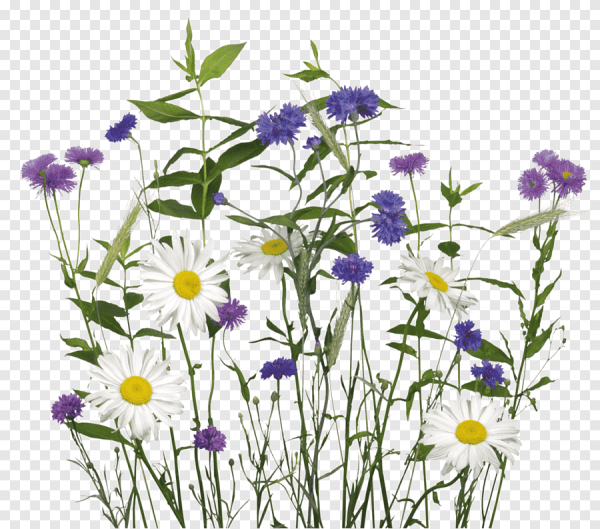 Chrysanthemum lavandulifolium