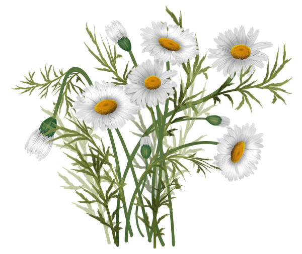 Ромашки на прозрачном фонн