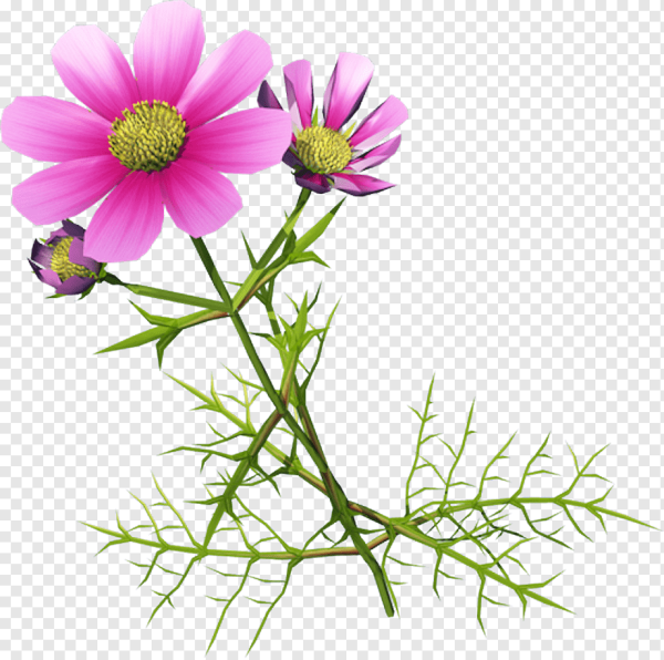 Хризантемы и космея