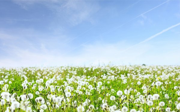 Природа поле с цветами