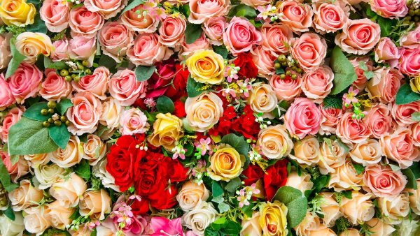 Цветы много