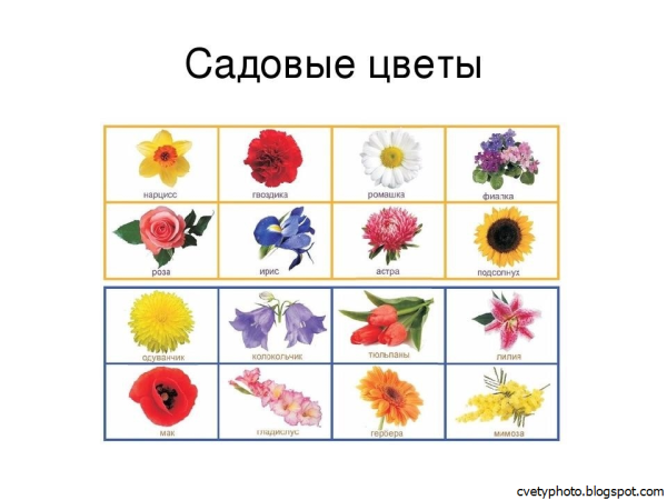 Цветы картинки для детей с названиями