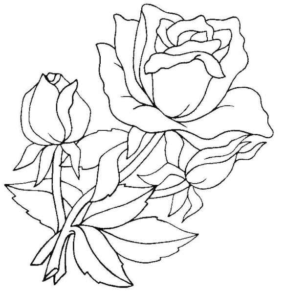 Лилия Графика
