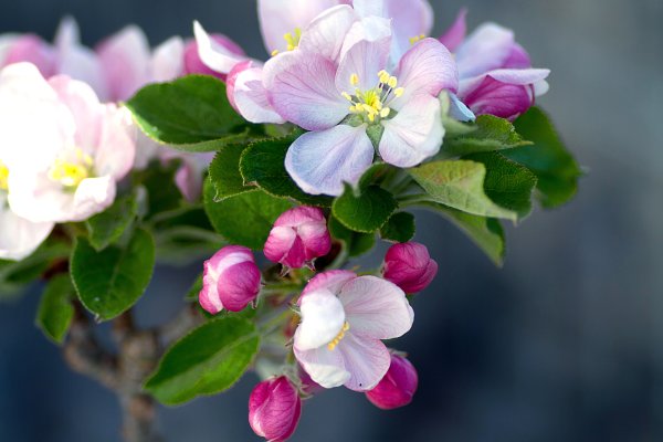 Яблоневый цвет Malus