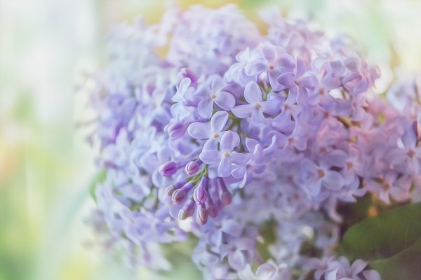 Сирень светлая