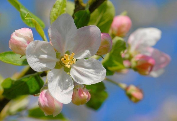 Яблоневый цвет