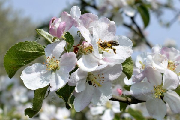 Яблоневый цвет (Apple Blossom)
