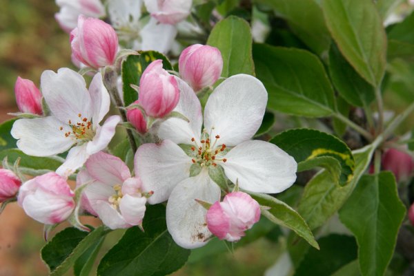 Яблоневый цвет (Apple Blossom)