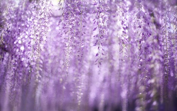 Лаванда (Lavandula) Эстетика
