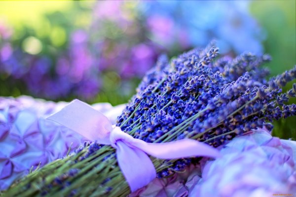 Лаванда Lavender aesthetic