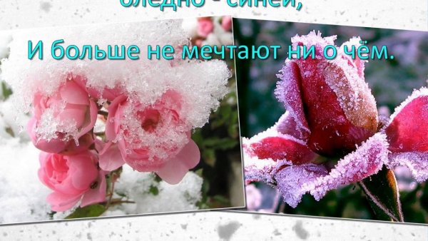 С добрым утром цветы под снегом