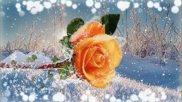 Цветы под снегом