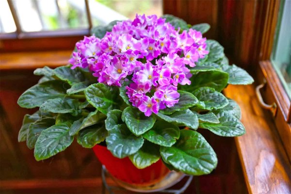 Узамбарская фиалка (сенполия) коллаж