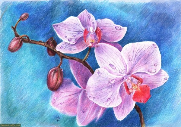 Рисунки цветными карандашами