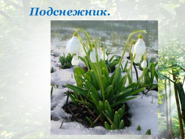 Первые цветы весной для ДОУ
