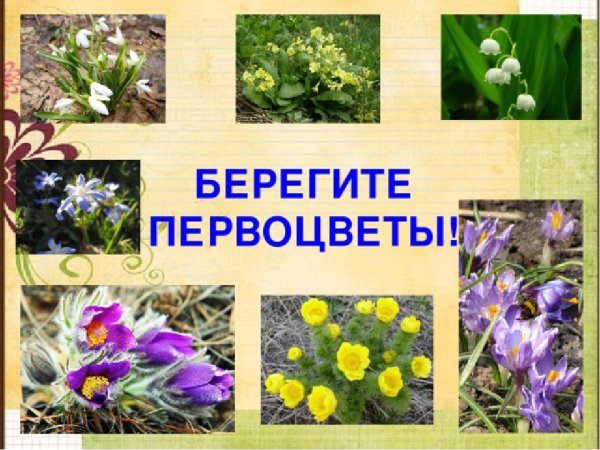 Берегите первоцветы