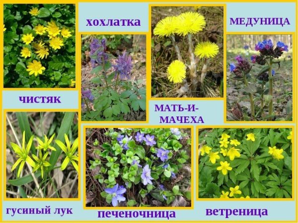 Медуница Чистяк весенний
