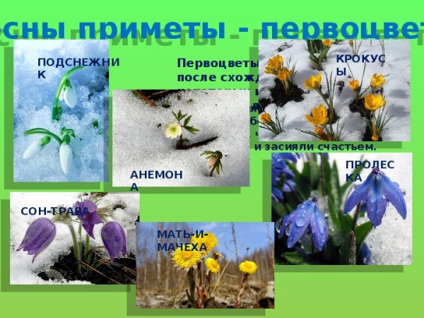 Признаки первоцветов