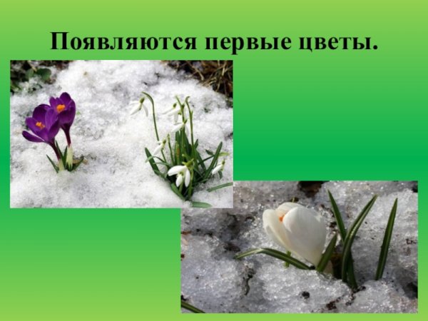Первые весенние цветы для детей