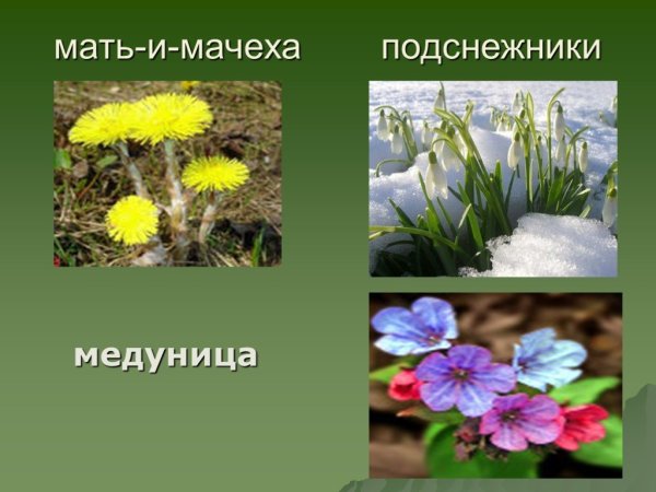 (Первоцветы: Медуница, мать-и-мачеха, Подснежник)
