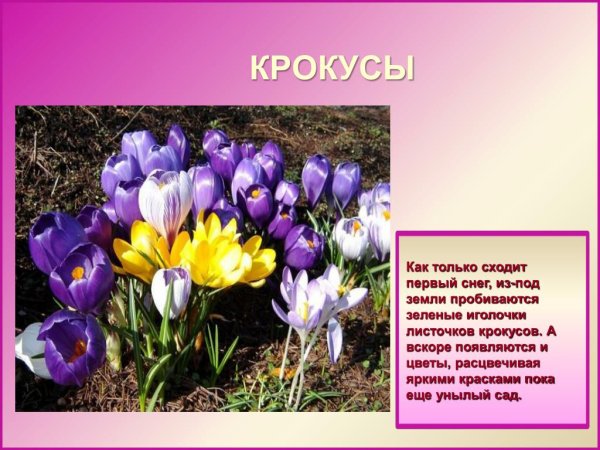 Крокус информация