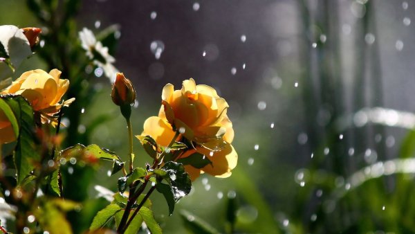 Камелия Плюмерия