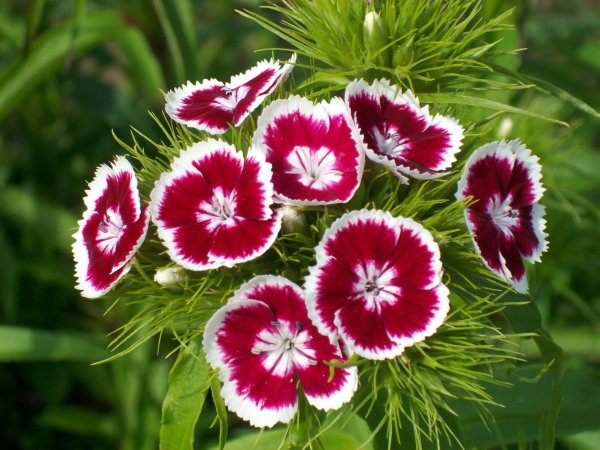 Садовая гвоздика (Dianthus caryophyllus)