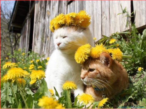 Котенок с цветами