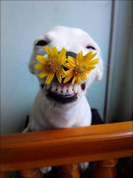 Кот и собака друзья