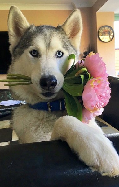 Улыбка собаки