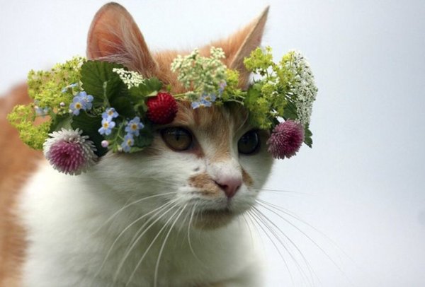 Котенок с бабочкой