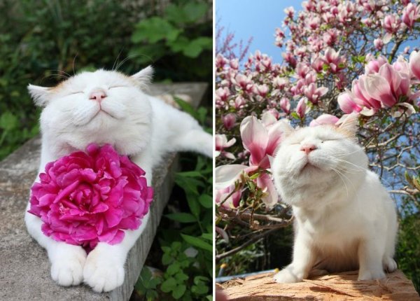 Кошка с венком на голове
