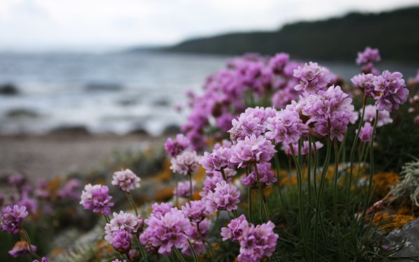 Природа цветы