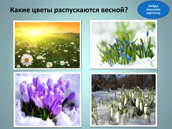 Распустится первый весенний цветок
