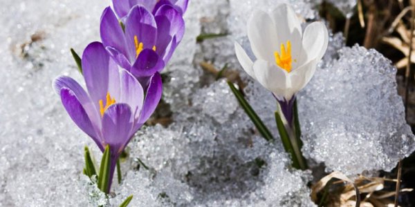 Гифы первые весенние цветы