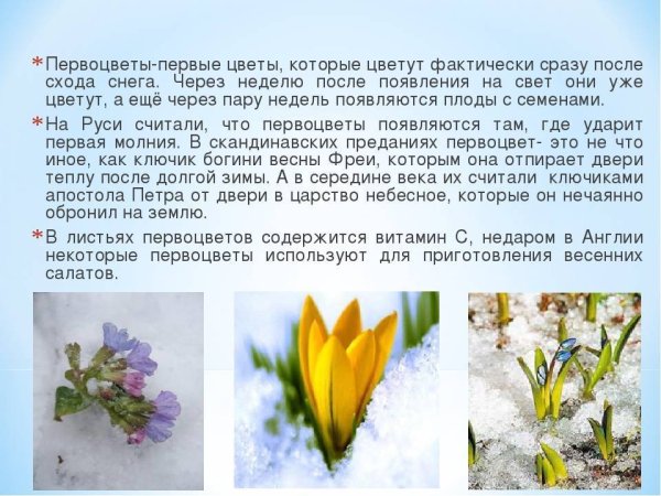 Белоцветник снег