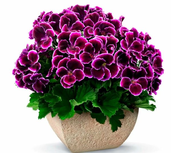 Пеларгония Королевская Aristo Black Beauty