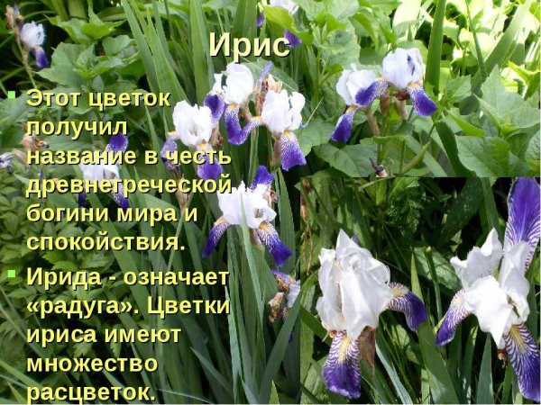 Стихи об ирисах короткие