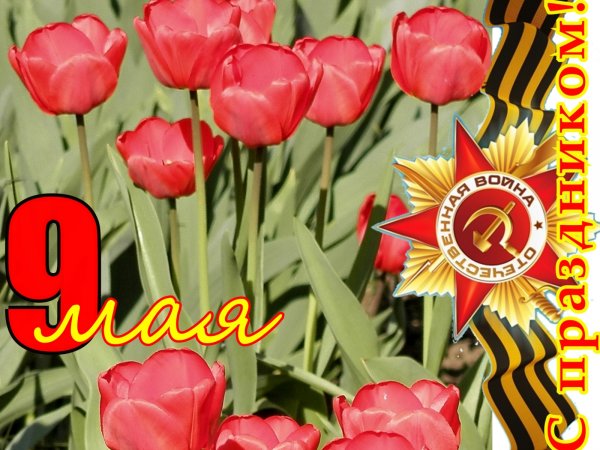 Гвоздики 9 мая