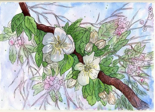 Malus Ботаническая иллюстрация