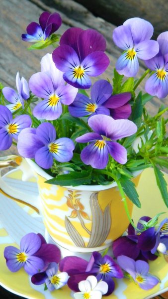 Royal Albert Анютины глазки