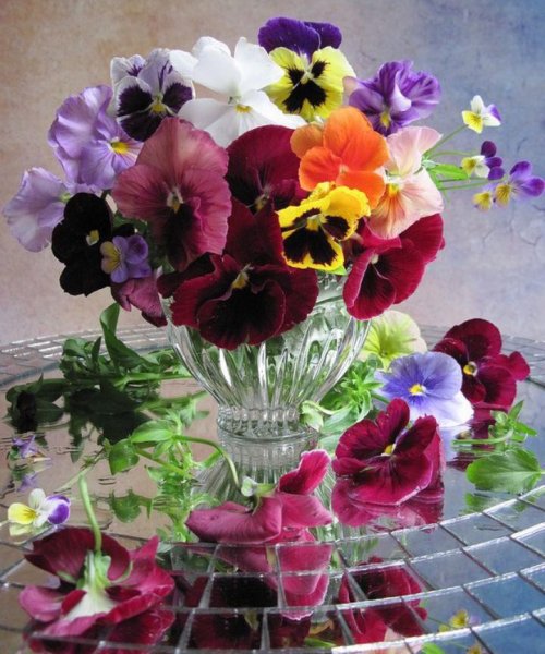 С добрым утром Анютины глазки